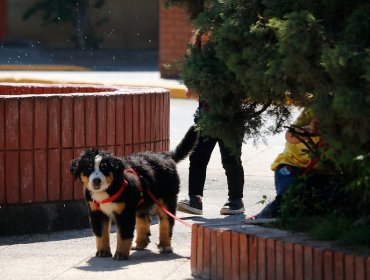 Ley Cholito: Sólo un 5% de las mascotas han sido inscritas en el Registro Nacional