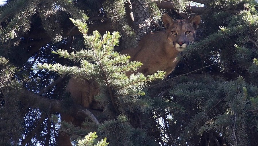 Presencia de un puma en fundo de Chicureo moviliza al SAG, Bomberos y Carabineros