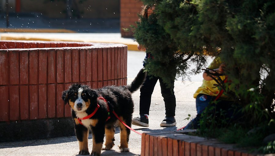 Ley Cholito: Sólo un 5% de las mascotas han sido inscritas en el Registro Nacional