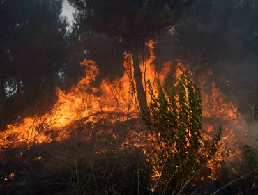 Cuatro comunas del Biobío registran gigantescos incendios forestales: investigan intencionalidad