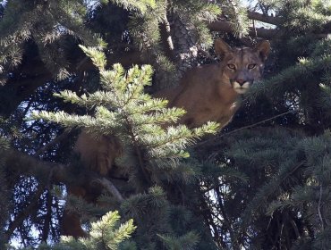 Presencia de un puma en fundo de Chicureo moviliza al SAG, Bomberos y Carabineros