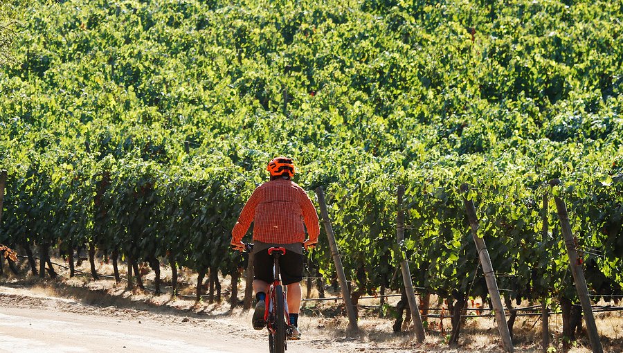 Cepas de vino tinto lideran hectáreas de producción en el territorio nacional