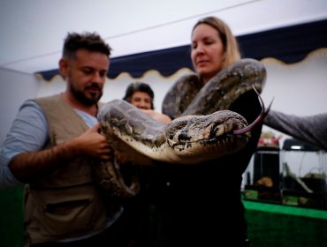 La variada oferta de atracciones que ofrece la Expo Animales Viña 2019