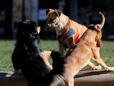 Gobierno anuncia $1.400 millones para esterilizaciones de perros callejeros