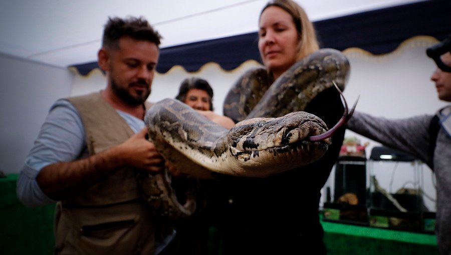 La variada oferta de atracciones que ofrece la Expo Animales Viña 2019