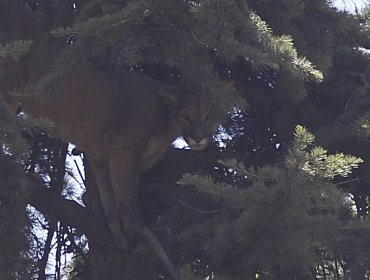 Rescate de animales silvestres creció un 30% gracias a sensibilización ciudadana