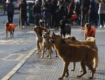 Estudio indica que los perros callejeros generan más temor que los robos