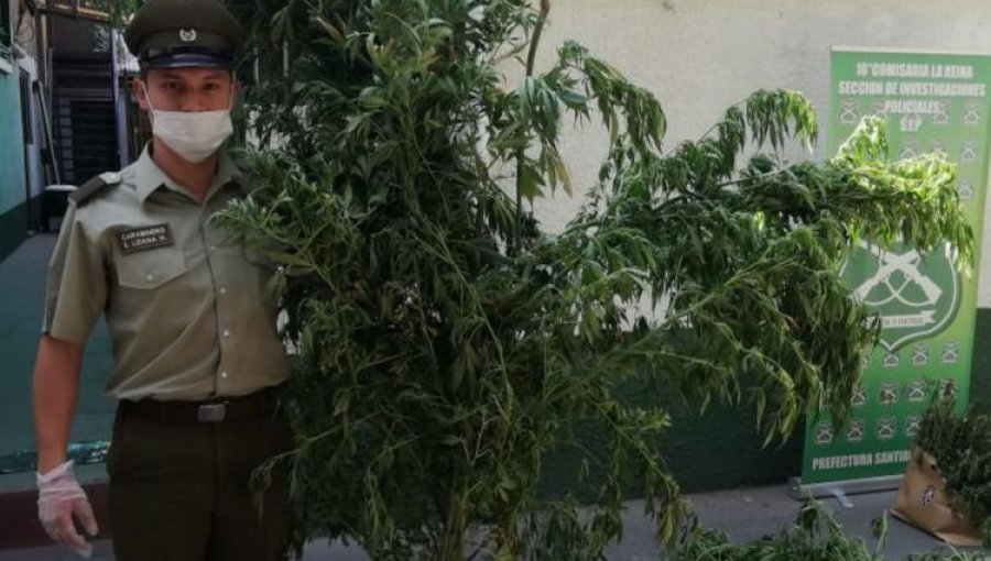 Carabineros incautan gigantescas plantas de marihuana en casa de La Reina