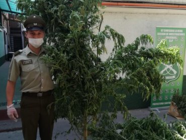 Carabineros incautan gigantescas plantas de marihuana en casa de La Reina