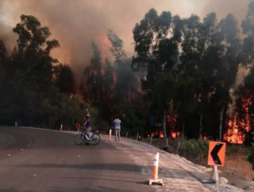 Alerta Roja en Casablanca por incendio forestal: emergencia fue controlada