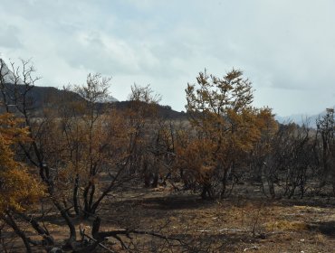 Fiscalía busca determinar responsabilidades por incendios forestales en Aysén