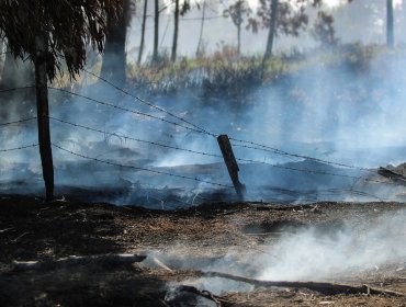 Onemi informó que 19 incendios forestales se mantienen activos en el país