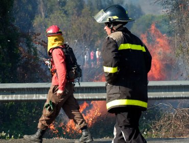 Incendios forestales en Olmué y La Ligua movilizan a equipos de emergencia