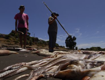 La jibia se esfumó del Biobío y tiene cesantes al 70% de pescadores artesanales