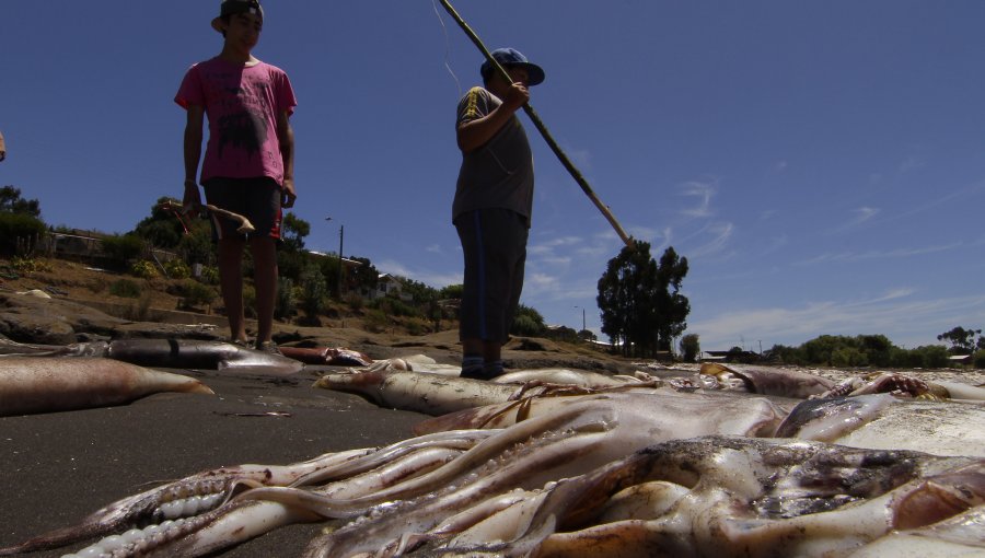 La jibia se esfumó del Biobío y tiene cesantes al 70% de pescadores artesanales