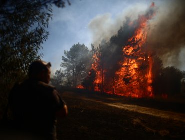 Declaran Alerta Roja en Paredones por incendio forestal cercano a viviendas