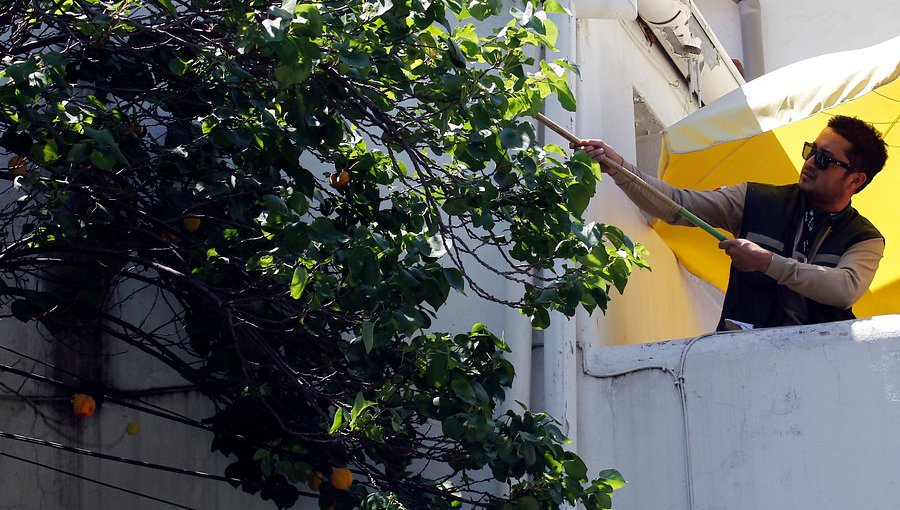 Liberan machos estériles de mosca de la fruta para combatir plaga en la capital