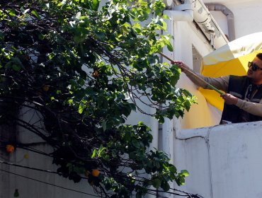 Liberan machos estériles de mosca de la fruta para combatir plaga en la capital