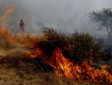 Conaf confirmó que habría intencionalidad en incendio forestal de Ercilla y Collipulli