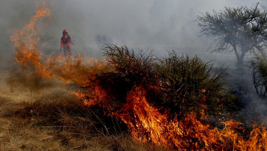 Conaf confirmó que habría intencionalidad en incendio forestal de Ercilla y Collipulli