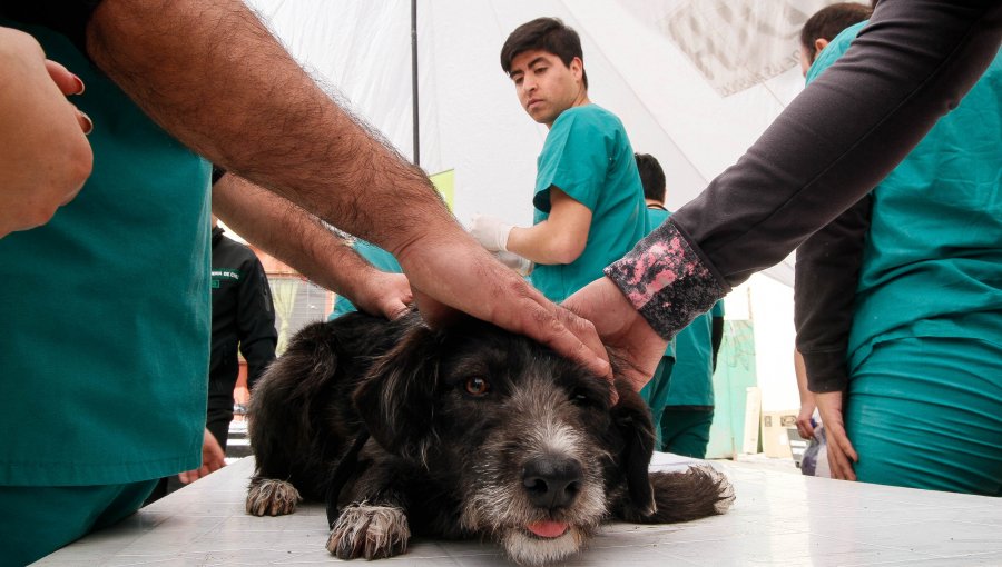 Hombre que quemó con agua hirviendo a perro "Toto" arriesga 541 días de cárcel