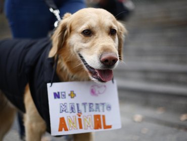 Cerca de 6 reclamos diarios por maltrato animal hubo en 2018