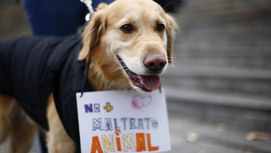 Cerca de 6 reclamos diarios por maltrato animal hubo en 2018