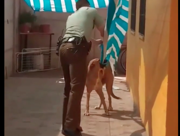 El enternecedor desenlace del rescate de Carabineros a un perro en San Felipe