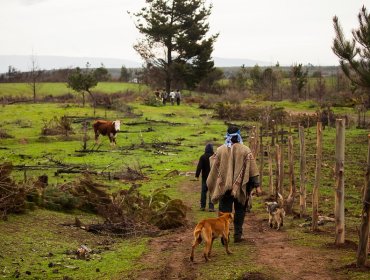 Corporación de Desarrollo Indigena paralizó compra de predio en La Araucanía a diputado de Evópoli