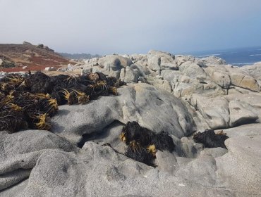 Incautan 1.500 kilos de huiro extraído ilegalmente por cuatro personas desde playa de Quintero