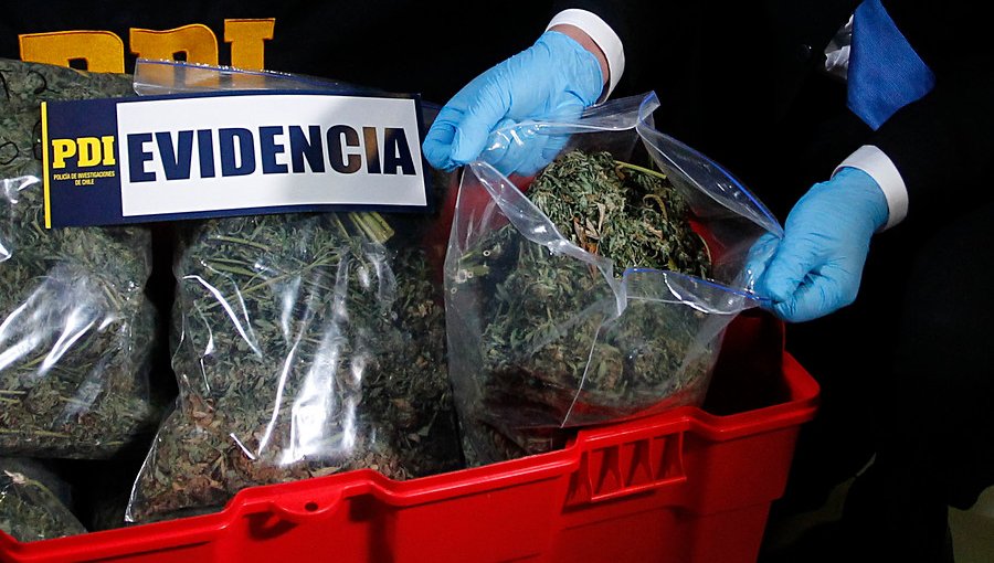 La PDI incautó en Ovalle marihuana avaluada en $5.300 millones