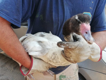 Guardaparques de Conaf rescataron a cisne de cuello negro en Santo Domingo