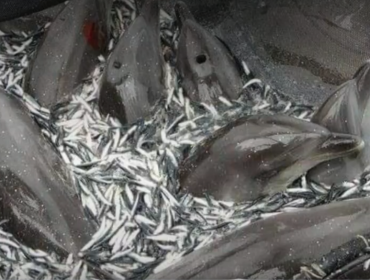 Antecedentes vincularían a Corpesca en la muerte de una veintena de delfines en Mejillones