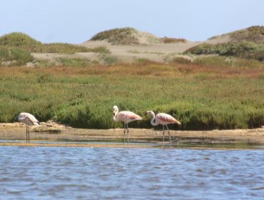 Santo Domingo: Registran temprana llegada de flamencos chilenos a reserva nacional El Yali