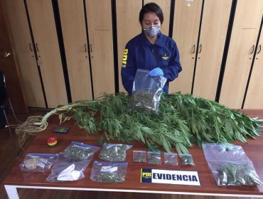 PDI incautó más de $2 millones en marihuana desde céntrico sector de La Ligua