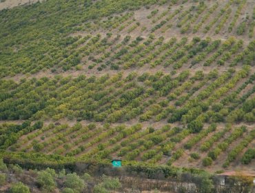 Ministra de Medio Ambiente evitó responsabilizar a la industria de la palta por sequía en Petorca