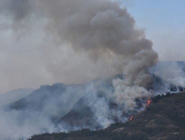 Catorce incendios forestales se mantienen activos en la región de La Araucanía