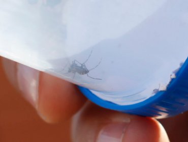 En Iquique encuentran ejemplar de mosquito de la fiebre amarilla, zika, chikungunya y dengue