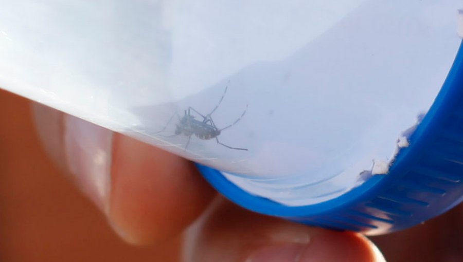 En Iquique encuentran ejemplar de mosquito de la fiebre amarilla, zika, chikungunya y dengue