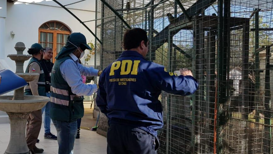 PDI incautó 18 aves exóticas y silvestres que estaban en poder de un vecino de Valparaíso