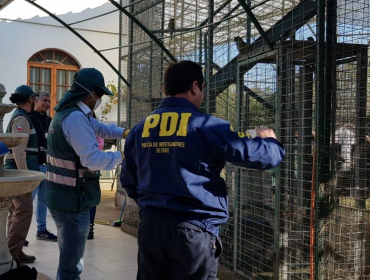 PDI incautó 18 aves exóticas y silvestres que estaban en poder de un vecino de Valparaíso