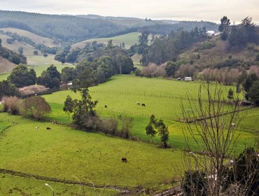 Anuncian comisión investigadora por venta de tierras indígenas y en especial el caso Ubilla