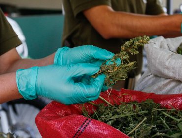 PDI detuvo a sujeto que sembraba y vendía marihuana en Papudo