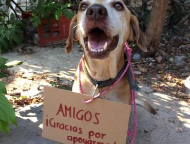 Perrito tuvo que "vender" postres para pagar su quimioterapia