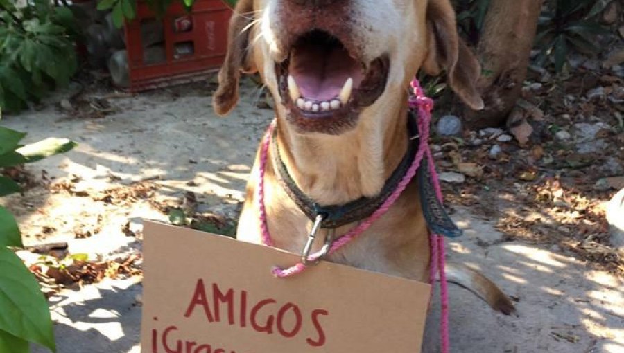 Perrito tuvo que "vender" postres para pagar su quimioterapia