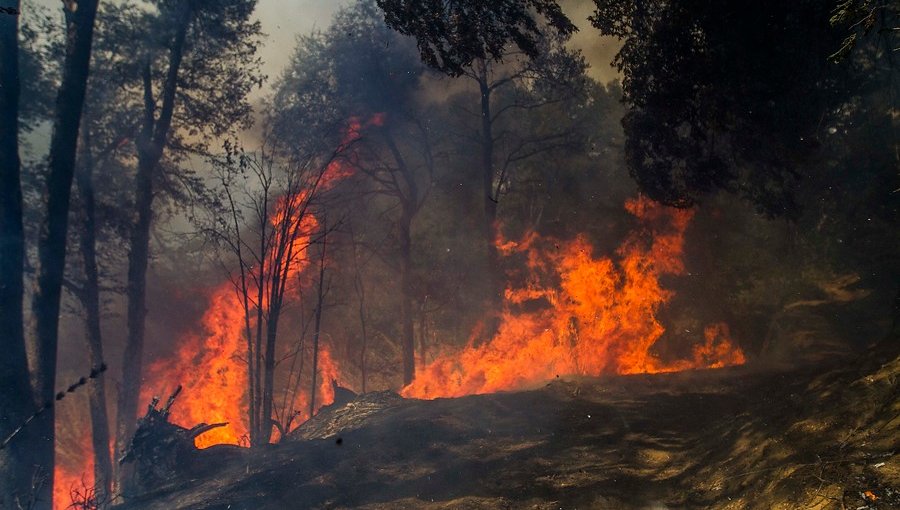 Dictan primera condena por incendio bajo estado de excepción en La Araucanía