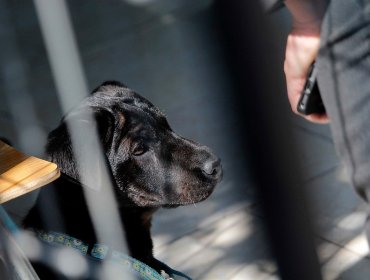 Vecinos de Limache reportan más de 30 casos de desaparición y envenenamiento de perros y gatos