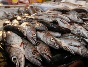Seremi de Salud redoblará las fiscalizaciones a los restaurantes que expenden mariscos y pescados