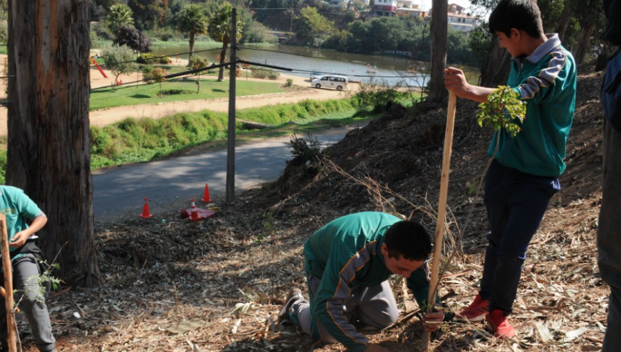 Viña del Mar conmemoró el Día Mundial de la Madre Tierra plantando cerca de 300 especies nativas