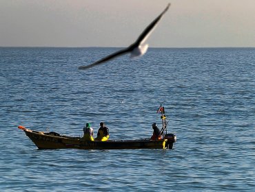 Cámara aprobó proyecto para que pescadores capturen salmones a mar abierto